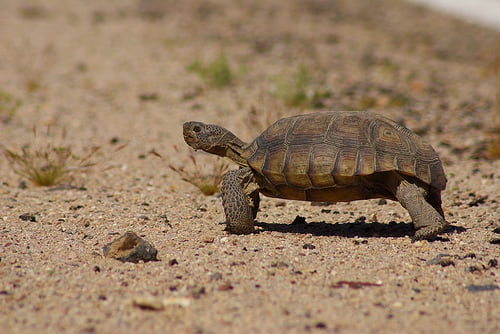 Desert Tortoise Natural Area in California City, California - Kid ...