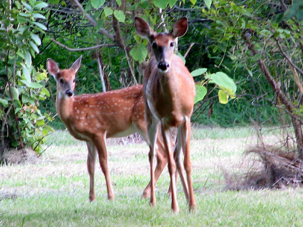 Deer Park in Newport News, Virginia - Kid-friendly Attractions | Trekaroo