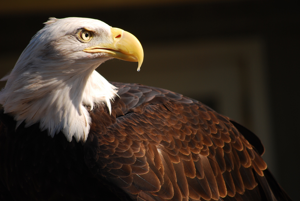 american eagle tours