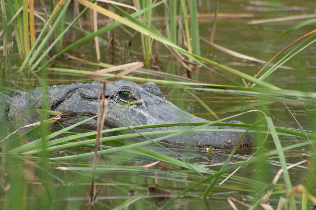 Estero Llano Grande State Park In Weslaco Texas Kid friendly Attractions Trekaroo