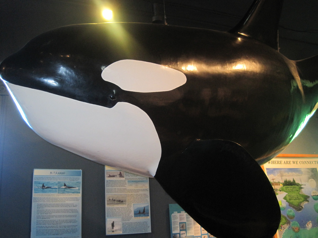 The Whale Museum in Friday Harbor, Washington - Kid-friendly