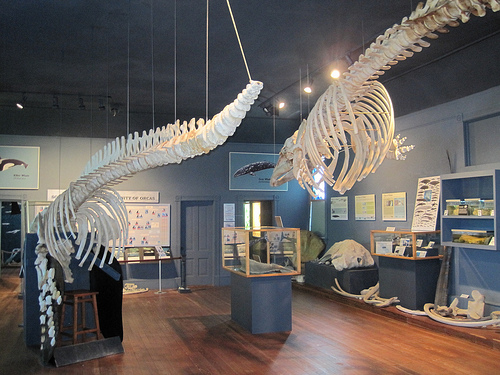 The Whale Museum in Friday Harbor, Washington - Kid-friendly