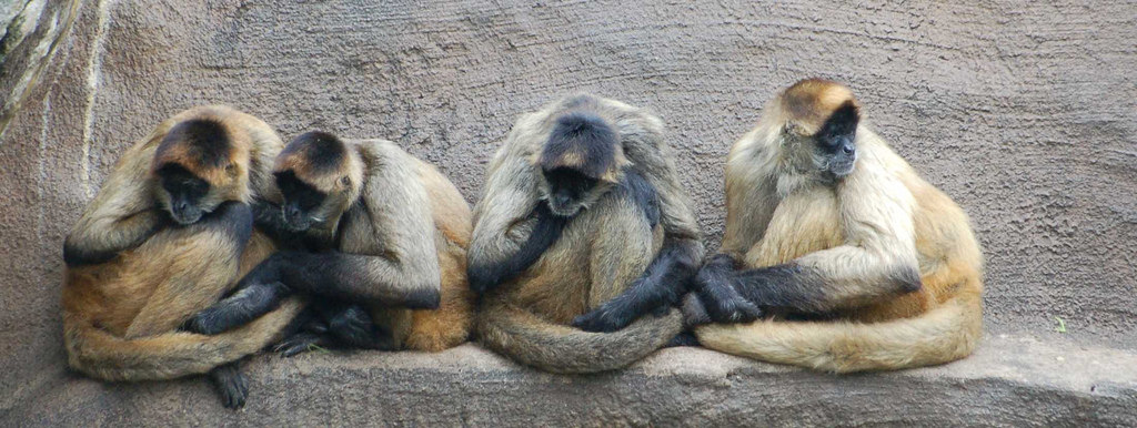 Monkeys  Little Rock Zoo