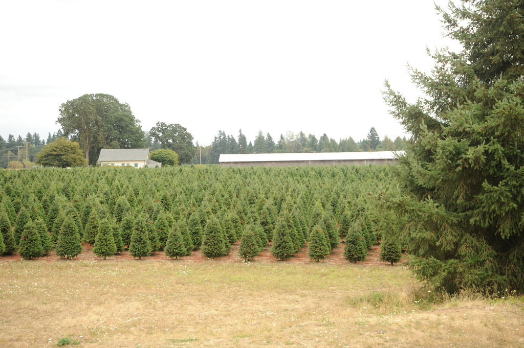 Christmas Tree Farms In New York | Trekaroo