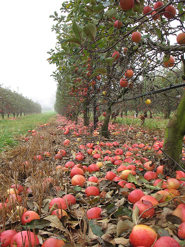 Apple Picking In North Georgia | Trekaroo