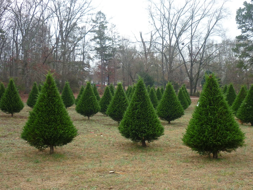 stevens-tree-farm-in-layton-utah-kid-friendly-attractions-trekaroo