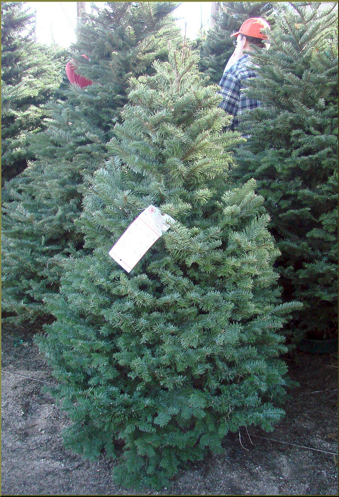 Wiley Christmas Tree Farm in Greenfield, California Kidfriendly