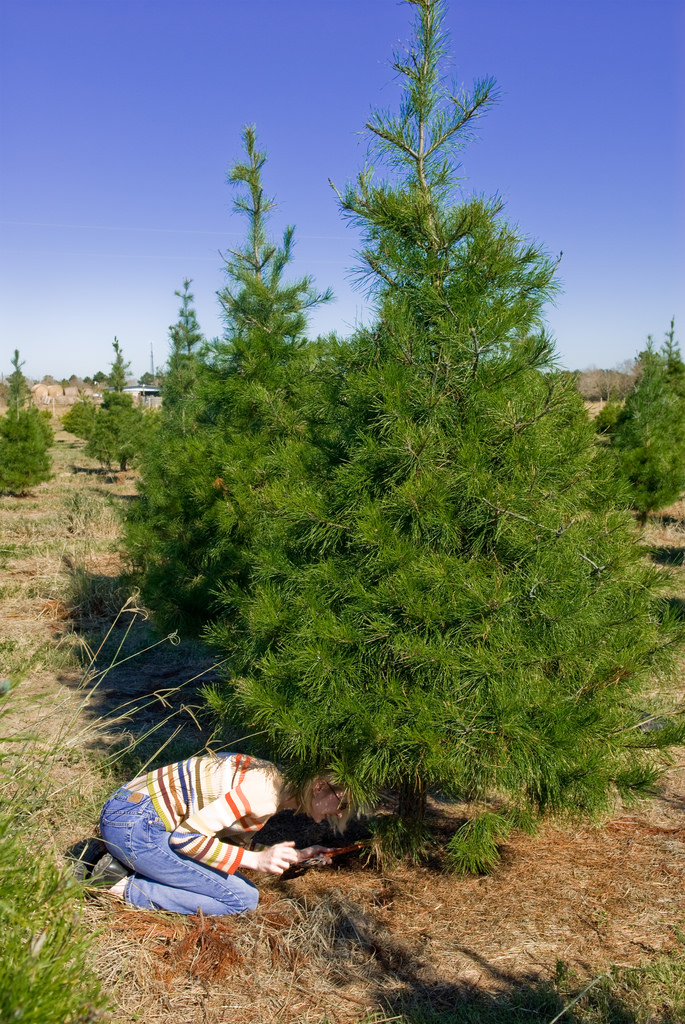 Hagle Christmas Tree Farm in Somis, California Kidfriendly