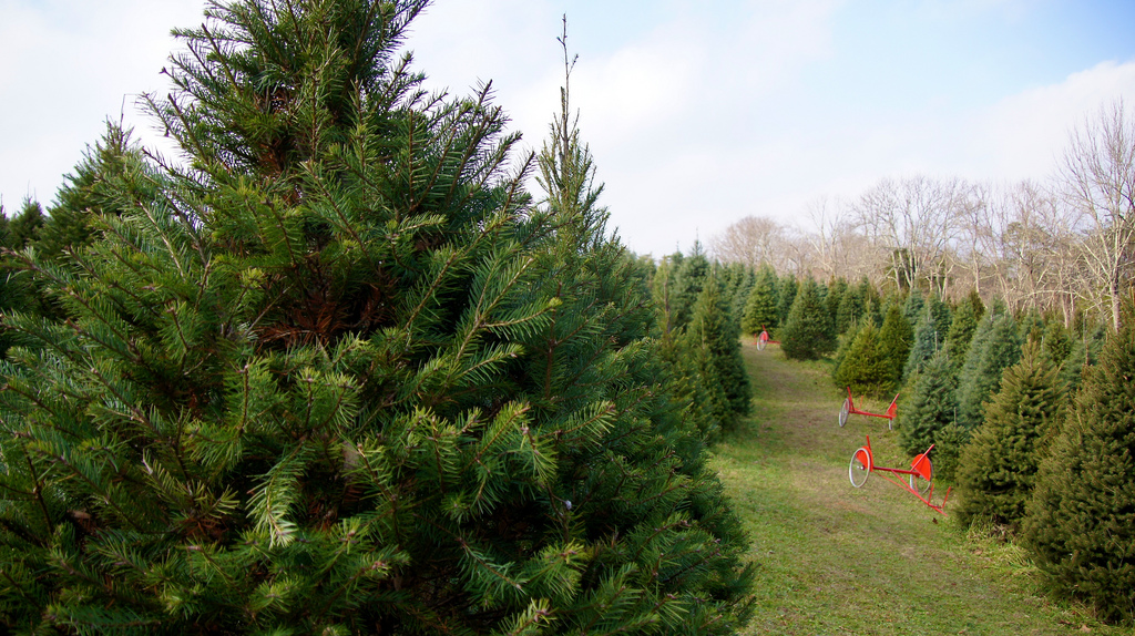 U Cut Christmas Tree Farms Near Sacramento Trekaroo