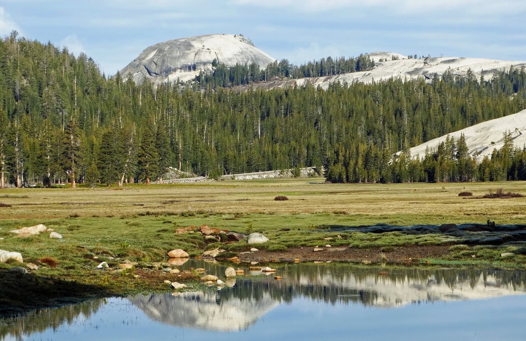 are dogs allowed in tuolumne meadows