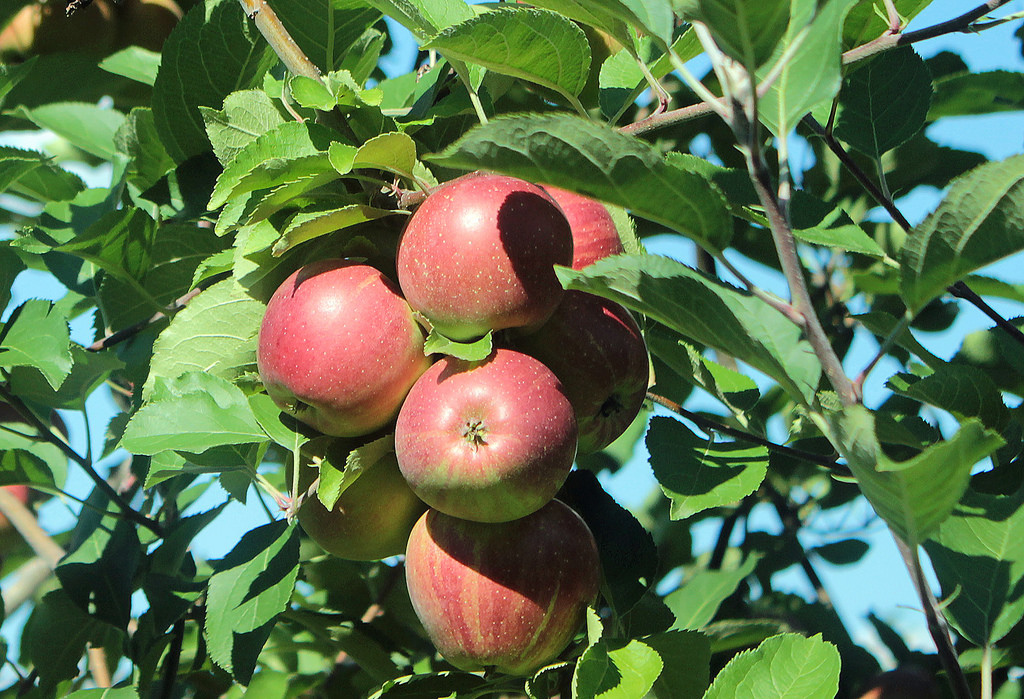 UPick Apple Picking Orchards Near Pittsburgh Trekaroo