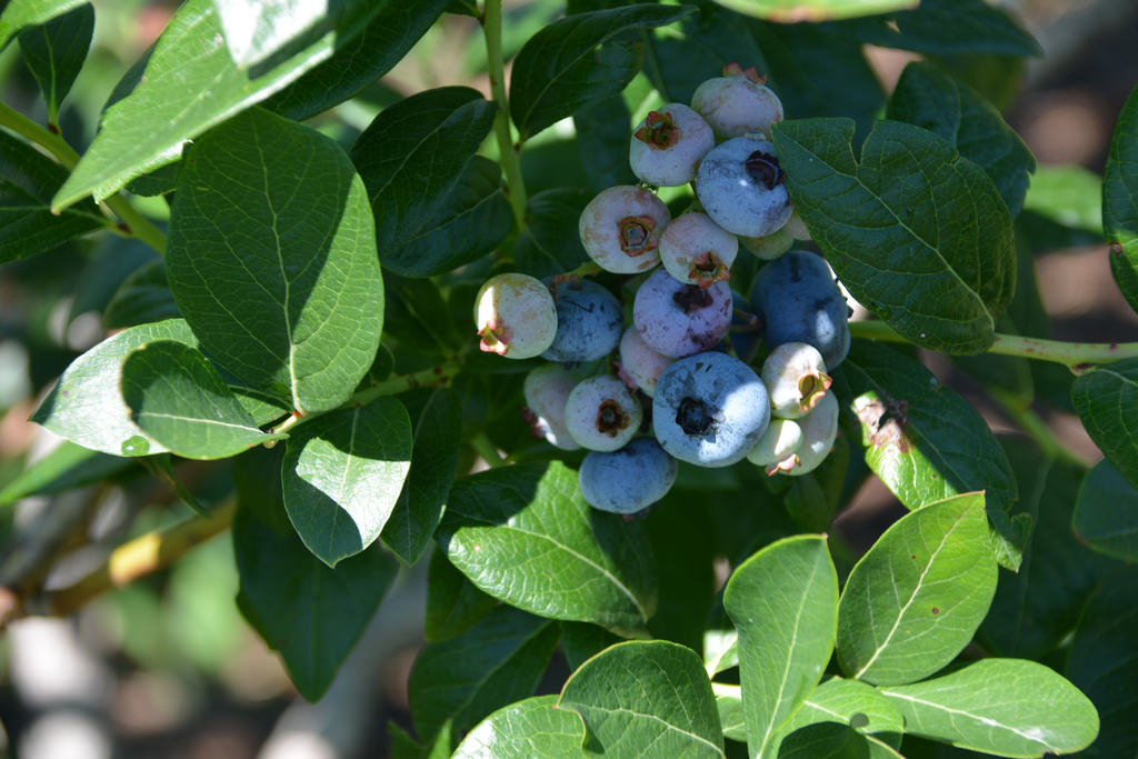 Brecknock Orchard in Mohnton, Pennsylvania Kidfriendly Attractions