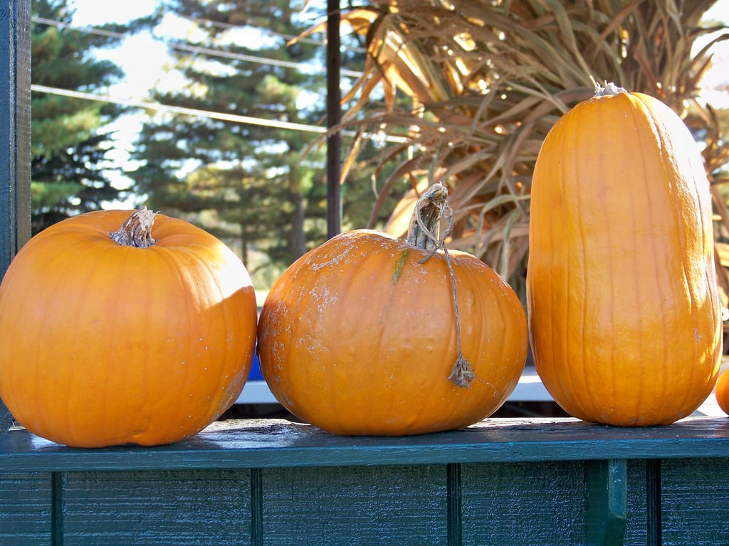 The Best Pumpkin Patches for Families near Pittsburgh, PA | Trekaroo