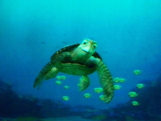 Turtle Talk With Crush Disney California Adventure In Anaheim California Kid friendly 