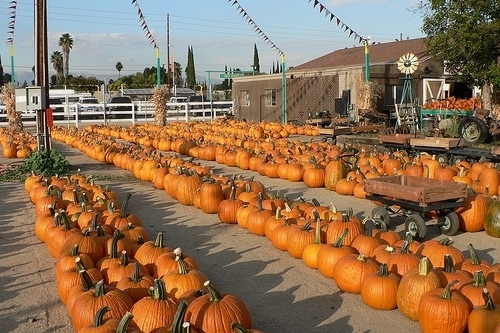 Pierce College Halloween Harvest Festival - CLOSED in Woodland Hills, California - Kid-friendly Attractions | Trekaroo