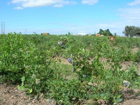 VanderHelm Farms in Modesto, California - Kid-friendly Attractions ...