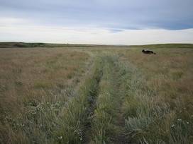 Nose Hill Park in Northwest Calgary - Tours and Activities