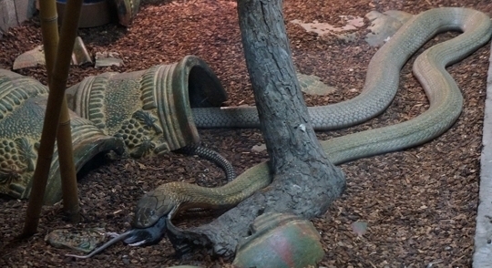 Reptilia In Vaughan Ontario Kid Friendly Attractions Trekaroo