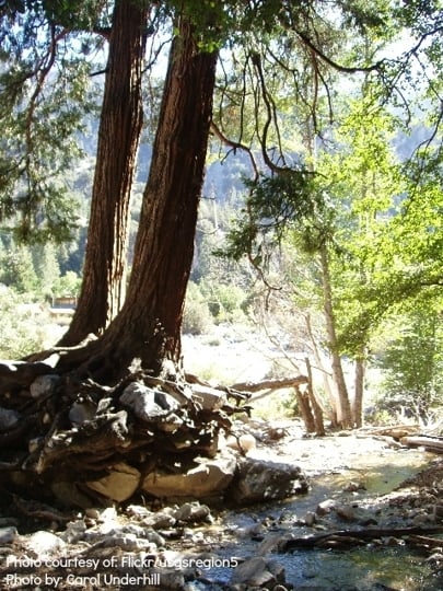 Big Falls Trail And Picnic Area In Forest Falls California Kid Friendly Attractions Trekaroo