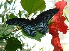 Sertoma Butterfly House in Sioux Falls, South Dakota - Kid-friendly ...