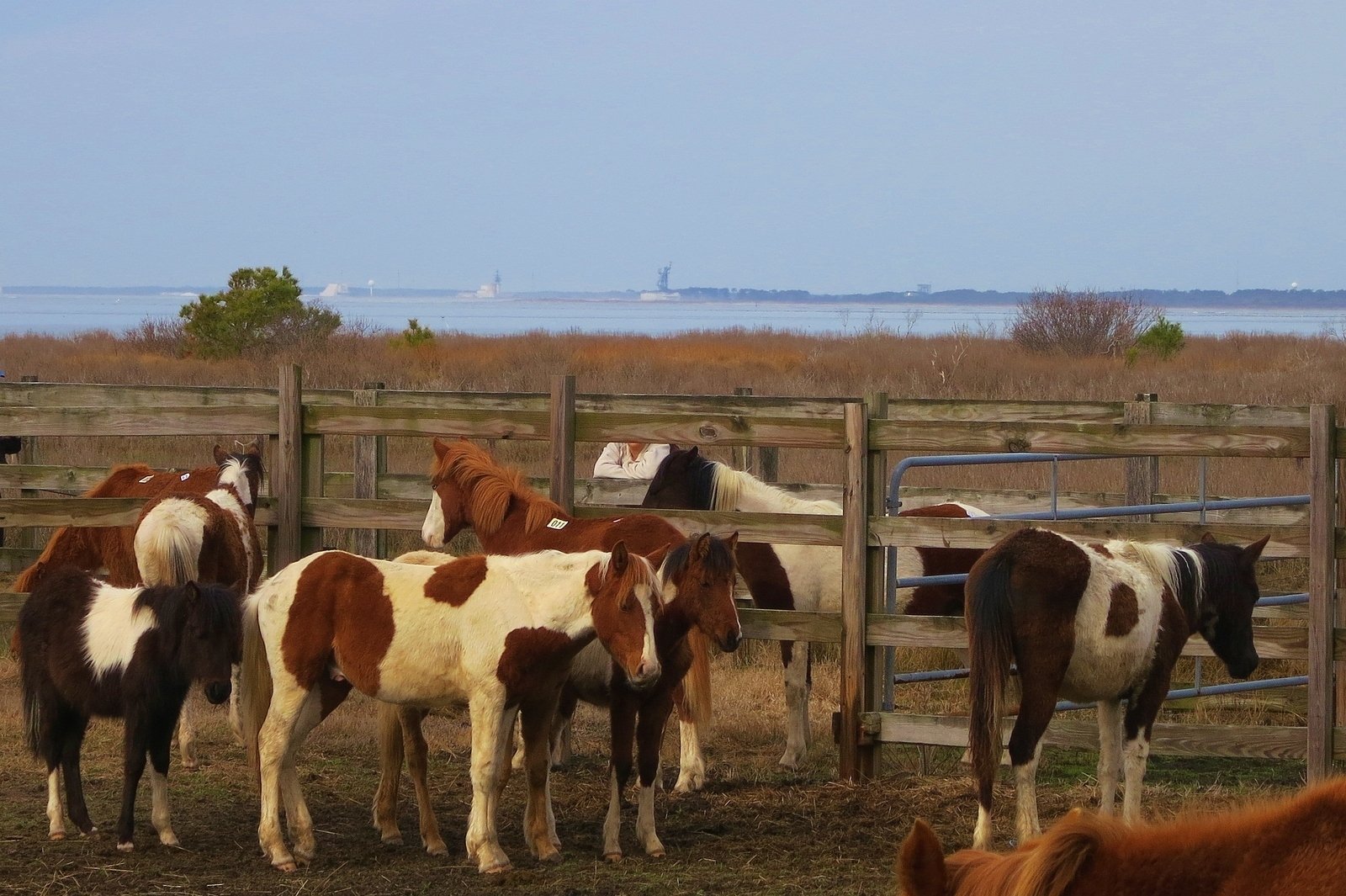 Chincoteague National Wildlife Refuge and Assateague Island in