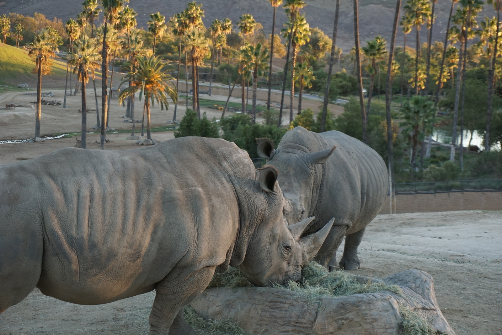 San Diego Zoo Safari Park in Escondido, California - Kid-friendly Attractions | Trekaroo