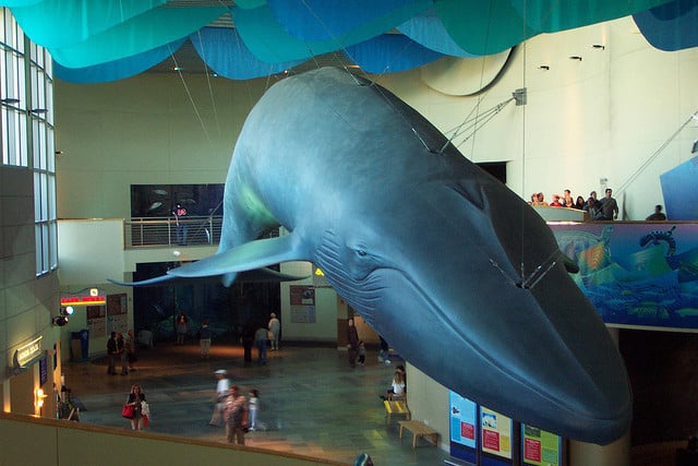 Long Beach Aquarium of the Pacific in Long Beach, California - Kid