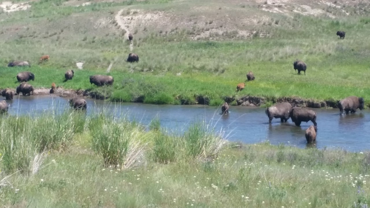 National Bison Range in Dixon, Montana - Kid-friendly Attractions ...