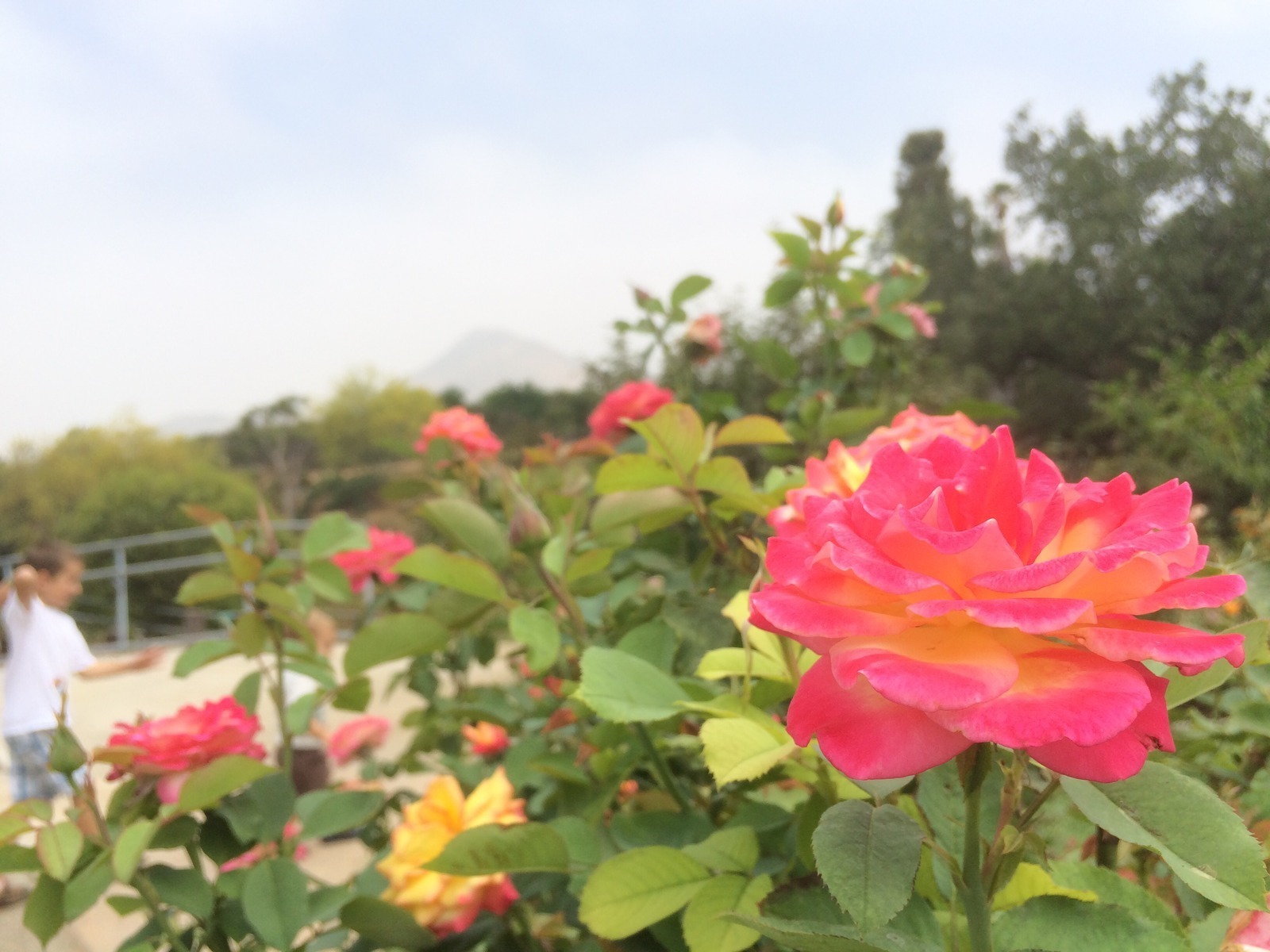 Botanic Gardens At University Of California Riverside Ucr In