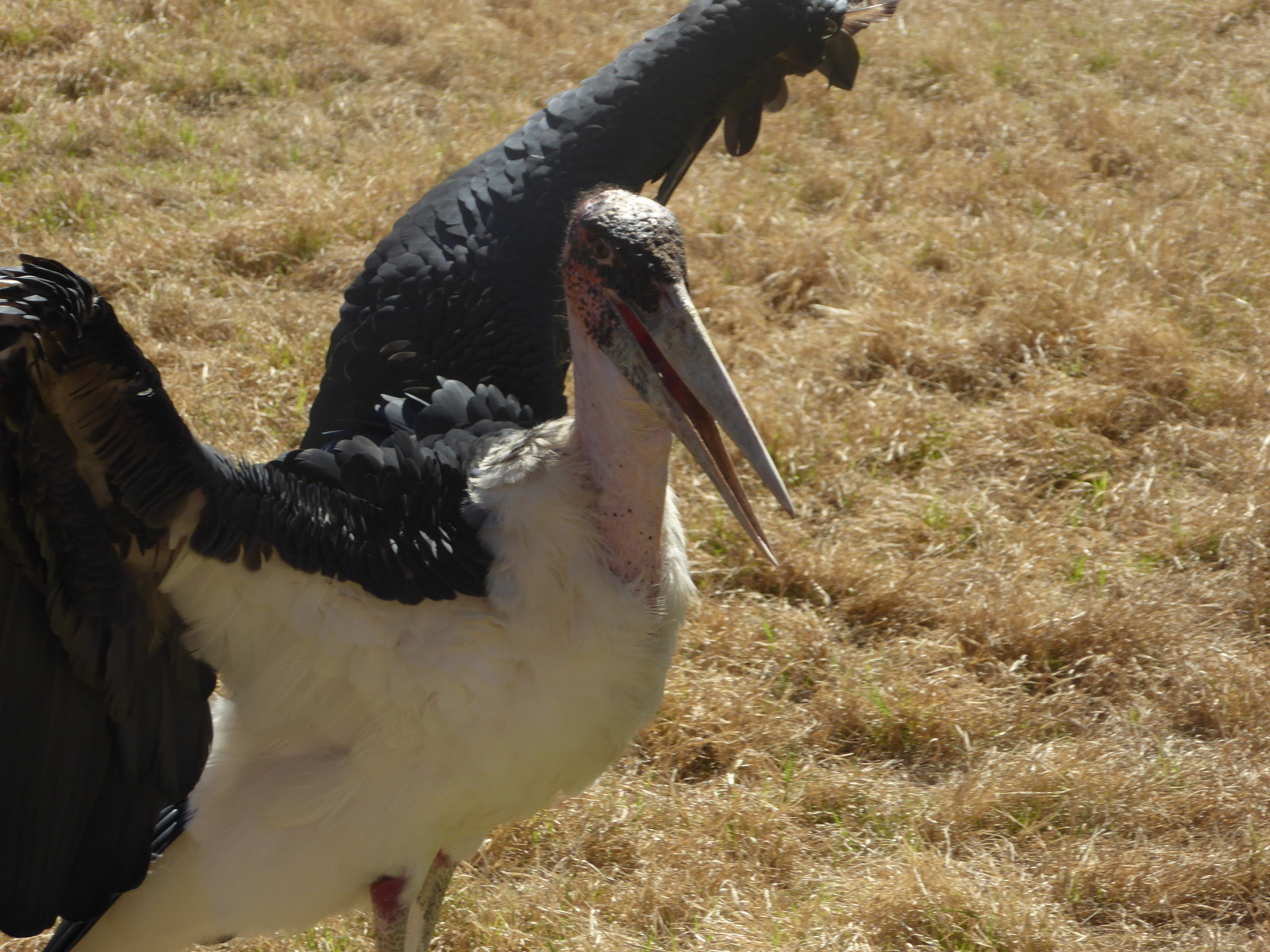 Wildlife World Zoo, zoo and aquarium