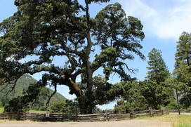 Jack London State Park In Glen Ellen California Kid Friendly   IMG 5139.JPG