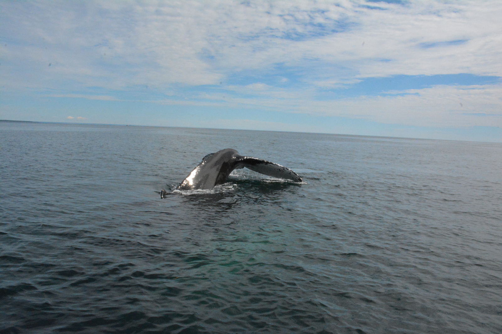 Petit Passage Whale Watching in Digby, Nova Scotia - Kid-friendly