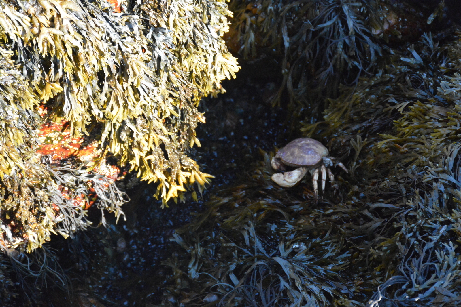 Seawall Campground Tide Pools in Southwest Harbor, Maine Kidfriendly
