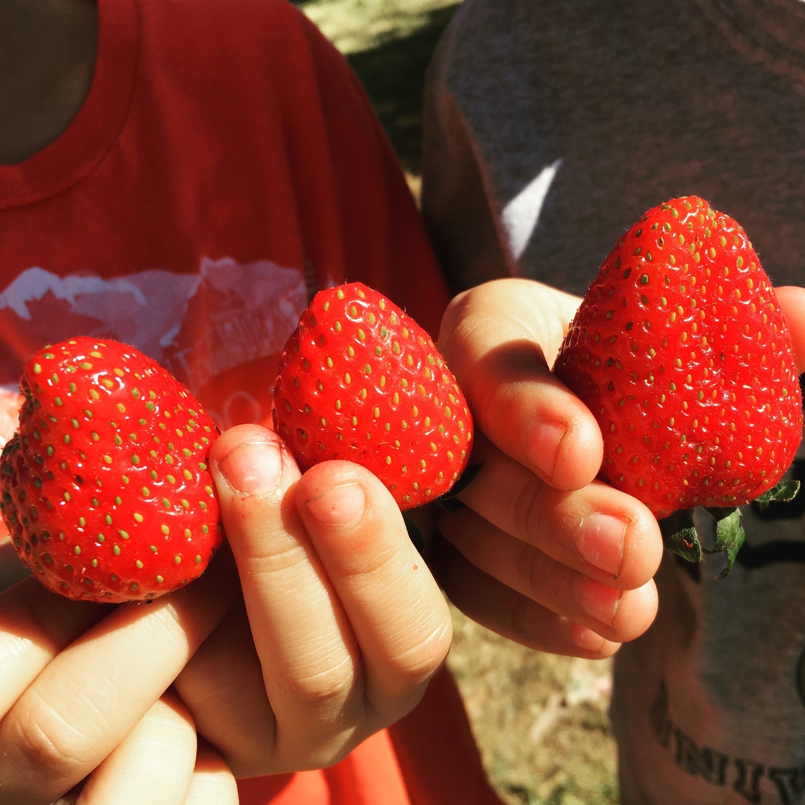 camarillo-farmers-market-in-camarillo-california-kid-friendly