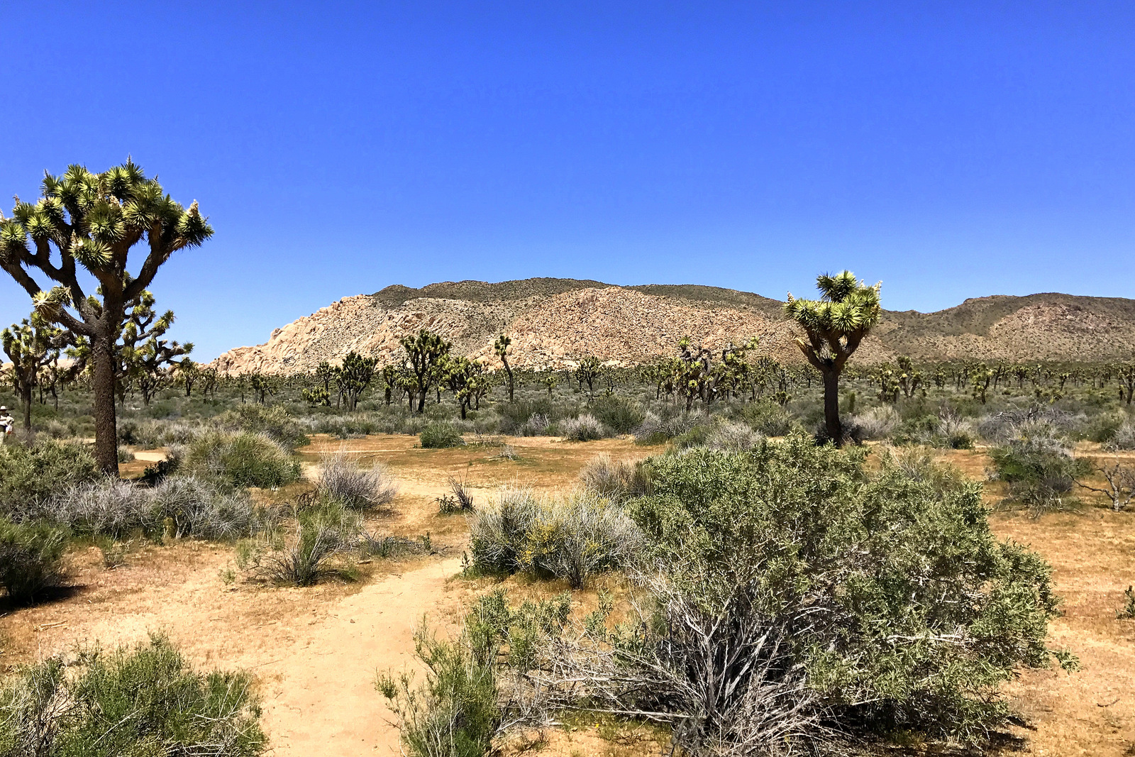 Joshua Tree National Park In Twentynine Palms, California - Kid ...