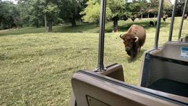 Grant&#39;s Farm Train and Petting Zoo in Saint Louis, Missouri - Kid-friendly Attractions | Trekaroo