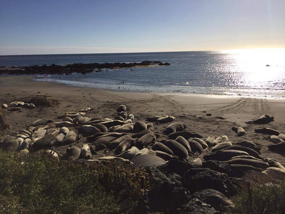 How To Visit Elephant Seals In California - Secret San Francisco