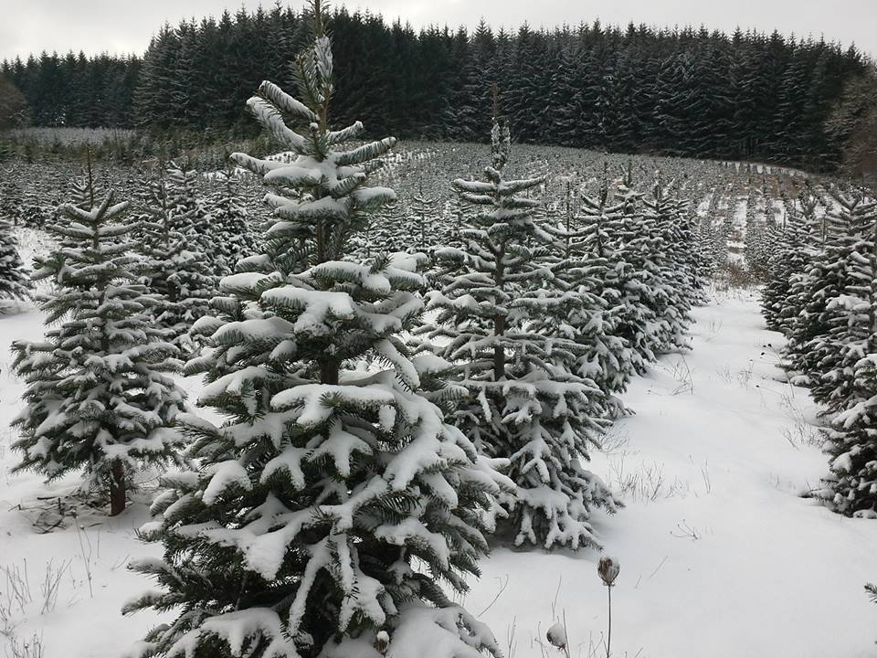 Bigfoot Tree Farm Dallas Oregon