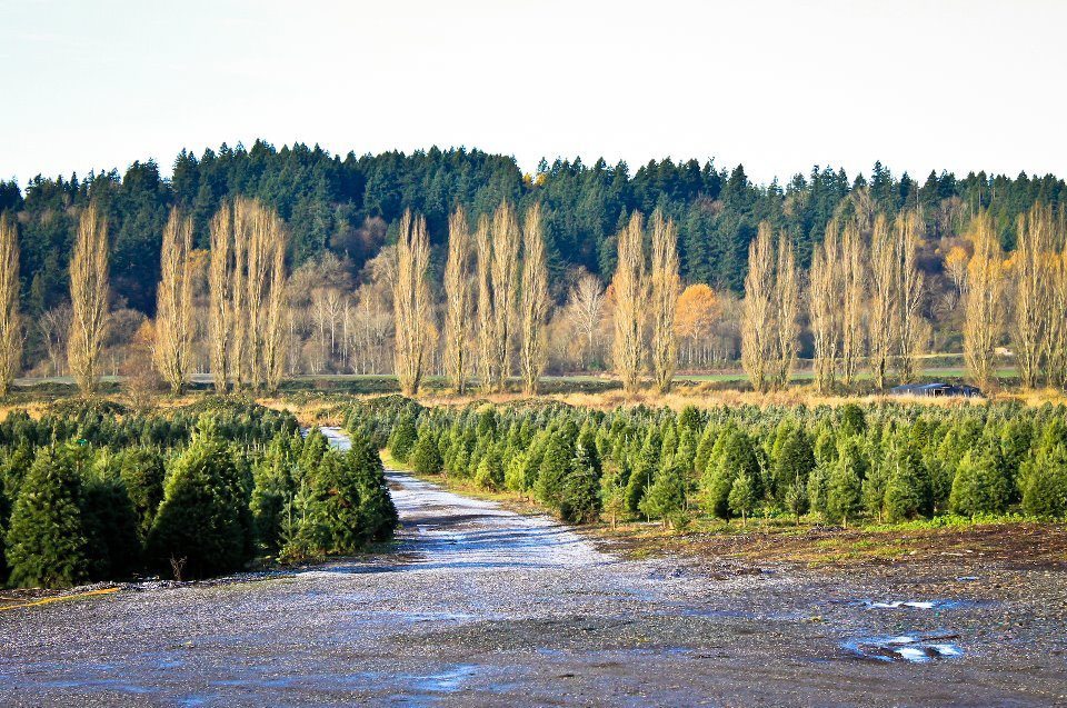 McMurtrey's Red-wood Christmas Tree Farm - Redmond, Washington
