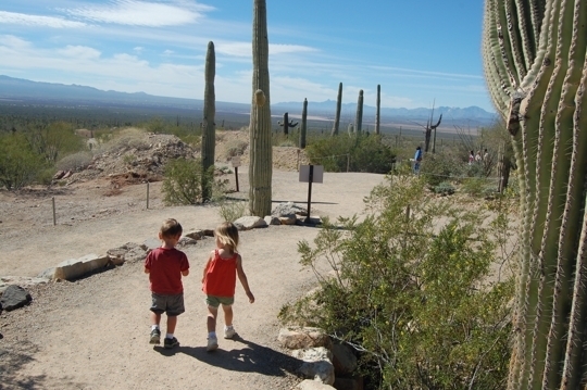 Arizona-Sonora Desert Museum in Tucson, Arizona - Kid-friendly ...
