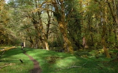 Hoh Rain Forest in Port Angeles, Washington - Kid-friendly Attractions