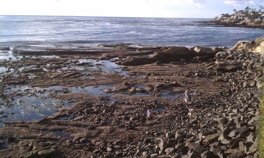 are dogs allowed at la jolla tide pools