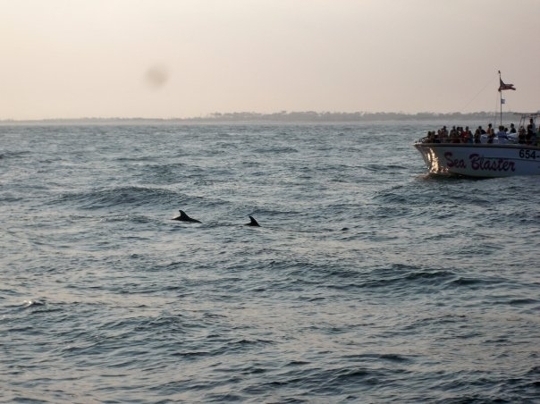 Southern Star Dolphin Cruise - Destin, Florida