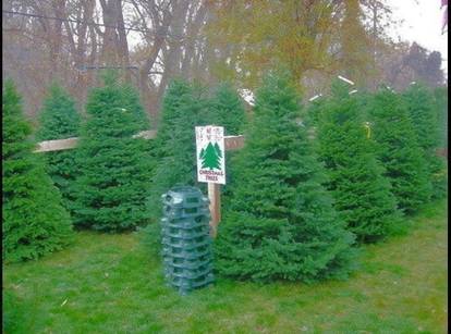Cut your own Christmas Tree Farms in Utah's Wasatch Front ...