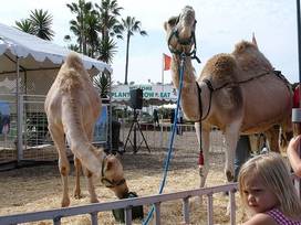 Oasis Camel Dairy In Julian California Kid Friendly Attractions Trekaroo