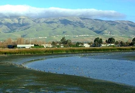 Don Edwards San Francisco Bay National Wildlife Refuge in Fremont
