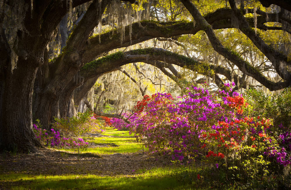 Best of Coastal South Carolina with Kids Trekaroo